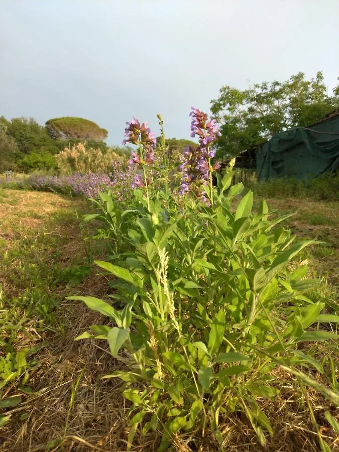 Casa Evelina, Armonia Del Passato Nel Rispetto Della Natura Donoratico 0*,