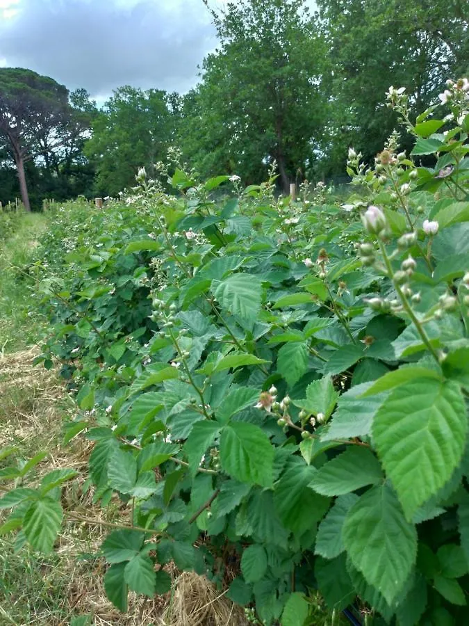 Casa Evelina, Armonia Del Passato Nel Rispetto Della Natura Donoratico 0*,  Olaszország